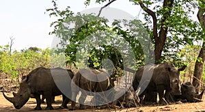 White rhinoceros lying under a tree