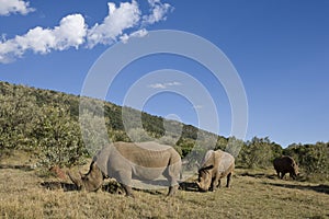 White Rhinoceros in the Maasai Mara National Park, Kenya