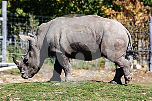 White rhinoceros. Mammal and mammals. Land world and fauna. Wildlife and zoology