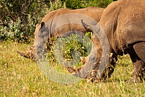 White rhinoceros