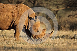 White rhinoceros in natural habitat