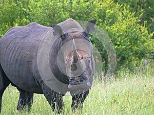 A white rhinoceros in natural habitat. Masai Mara National Reserve. Kenya