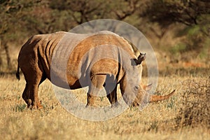 White rhinoceros in natural habitat - South Africa
