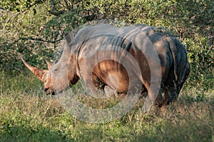 White rhinoceros in the nature of South Africa