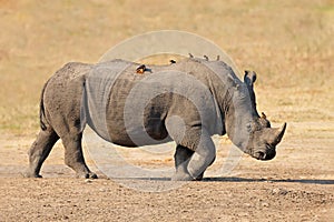A white rhinoceros with oxpecker birds, Kruger National Park, South Africa