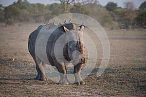 A white rhinoceros with oxpecker passengers.