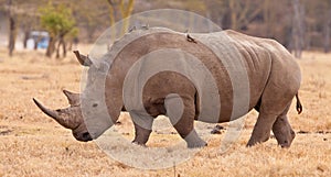 White Rhinoceros with Oxpeckers