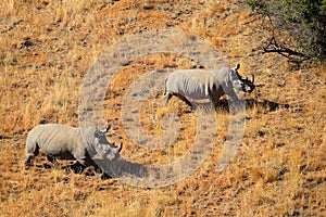 White rhinoceros pair