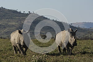 White rhinoceros at Pilanesberg National Park