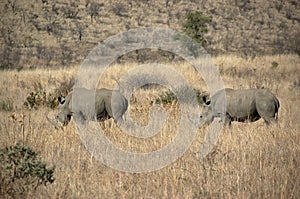 White rhinoceros at Pilanesberg National Park, South Africa