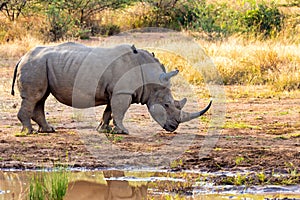White rhinoceros Pilanesberg, South Africa safari wildlife photo