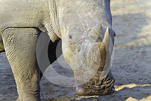 White Rhinoceros Portrait