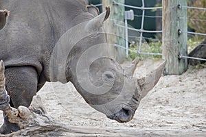 White Rhinoceros Profile