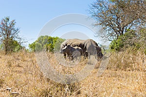 White rhinoceros with puppy, South Africa