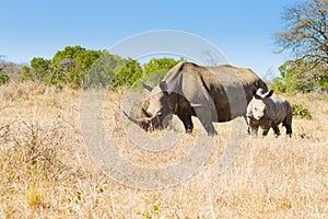 White rhinoceros with puppy, South Africa