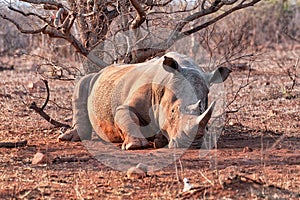 White rhinoceros resting in Kruger Park, South Africa