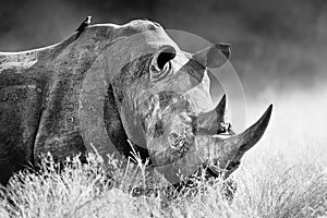 White rhinoceros, rhino bull portrait , Black and white. Ceratotherium simum