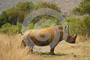 A white rhinoceros, rhino, Ceratotherium simum  staying in grassland.