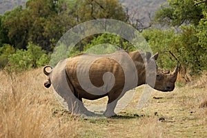 A white rhinoceros, rhino, Ceratotherium simum  staying in grassland.