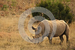 A white rhinoceros, rhino, Ceratotherium simum  staying in grassland