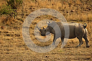 A white rhinoceros, rhino, Ceratotherium simum  staying in grassland