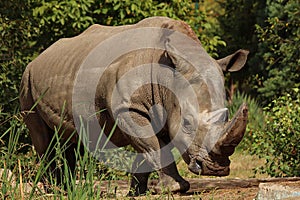 A white rhinoceros, rhino, Ceratotherium simum staying in grassland with green trees