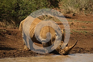 A white rhinoceros, rhino, Ceratotherium simum walking around the lake.