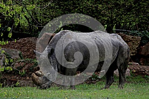 White Rhinoceros Rhinocerotidae photo