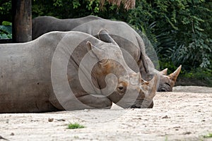 Specie Ceratotherium simum simum family of Rhinocerotidae photo