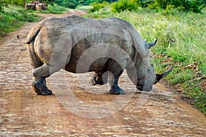 White Rhinoceros in the savannah of Nairobi