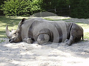 White Rhinoceros photo