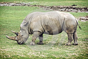 White rhinoceros side view