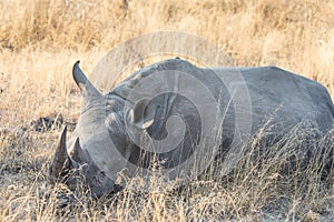 White rhinoceros sleeping in tall grass