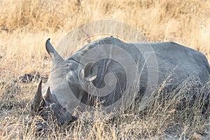 White rhinoceros sleeping in tall grass photo