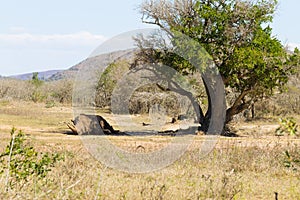 White rhinoceros sleeping under a tree, South Africa