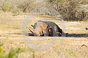 White rhinoceros sleeping under a tree, South Africa