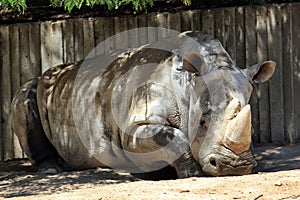 White rhinoceros photo