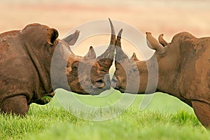 White rhinoceros, South Africa photo
