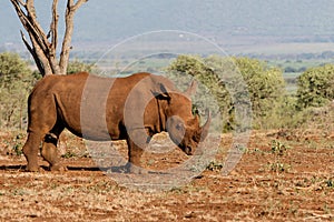 White rhinoceros in South Africa