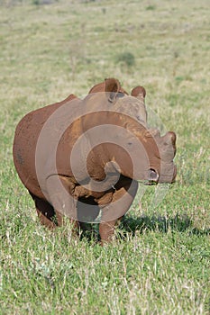 White rhinoceros, South Africa