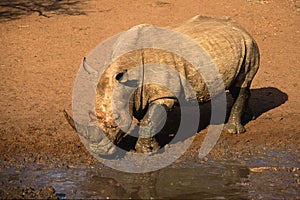 White rhinoceros, South Africa