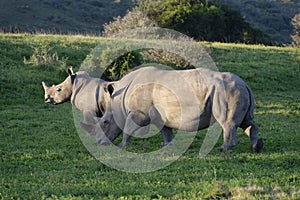 White Rhinoceros, South Africa