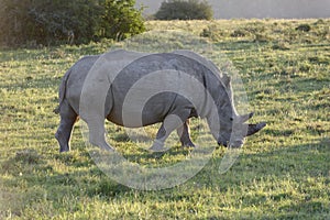 White Rhinoceros, South Africa