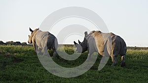 White Rhinoceros, South Africa