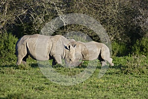 White Rhinoceros, South Africa