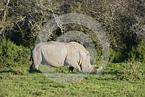 White Rhinoceros, South Africa