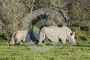 White Rhinoceros, South Africa