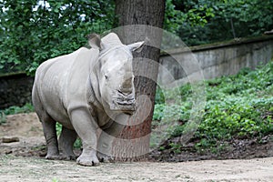 The white rhinoceros