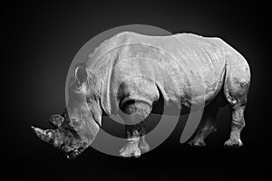 White rhinoceros square-lipped rhinoceros inhabiting South Africa on monochrome black background, black and white