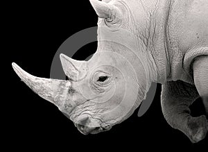 The white rhinoceros or square-lipped rhinoceros is the largest extant species of rhinoceros